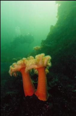 PLUMOSE ANEMONES