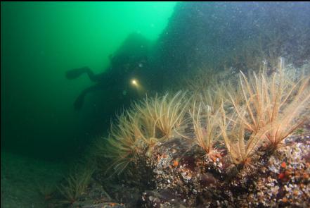 feather stars