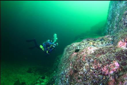 lingcod on a ledge