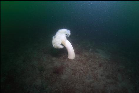 plumose anemone on the mud