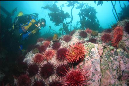 urchins and fish-eating anemones on a shallow reef