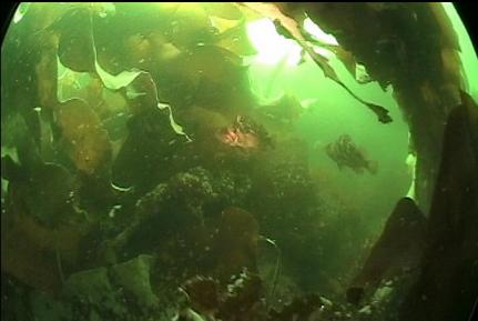 COPPER ROCKFISH AND KELP IN SHALLOWS