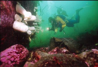 PLUMOSE ANEMONES