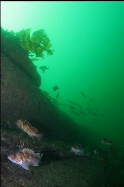 ROCKFISH WITH PERCH IN BACKGROUND