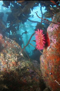 fish-eating anemone