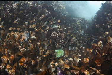 mussels and green anemone