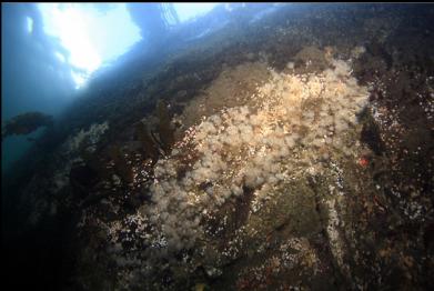 small white anemones under foot bridge