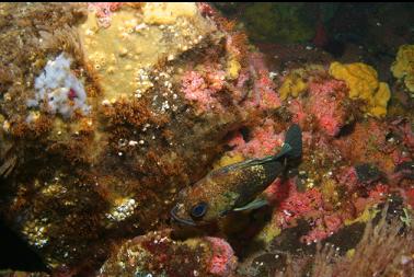 another quillback rockfish