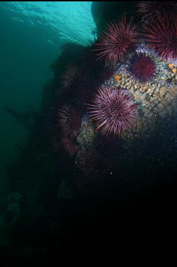 zoanthids and urchins near surface