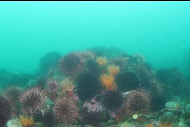 urchins and burrowing cucumbers