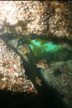 rockfish under rocks