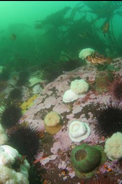 anemones and urchins