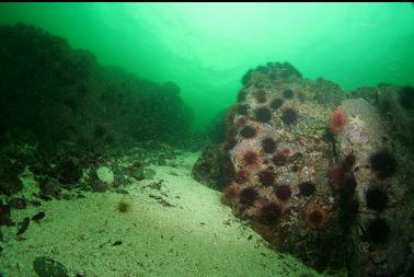 sandy channel between reefs