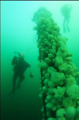 anemones on mast without flash