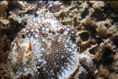 pile of nudibranchs on barnacles near top of pilings