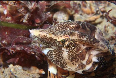 grunt sculpin