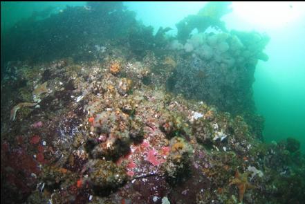 cemented tube worms and tunicates