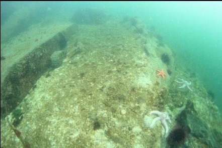 shallow ledge near shore