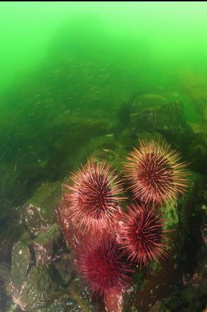 urchins at the top of the wall