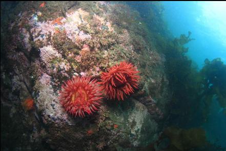 fish-eating anemones