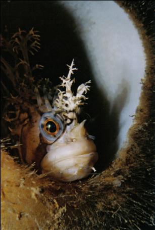 Decorated warbonnet in a boot sponge