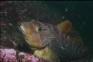 KELP GREENLING