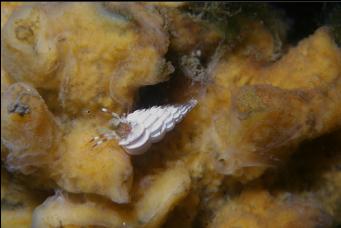 HERMIT CRAB ON SPONGE