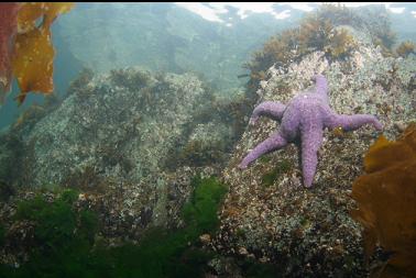 seastar near surface