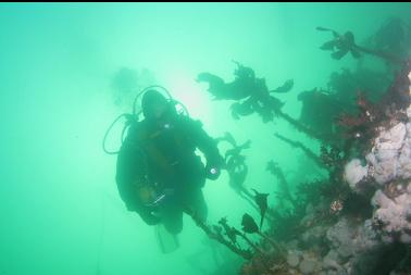 next to stalked kelp and anemones