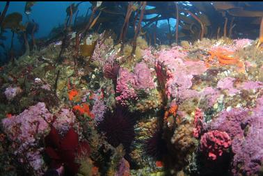 hydrocorals, zoanthids, urchins, etc. on shallow wall