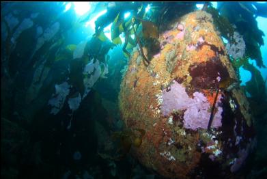 boulder in shallows