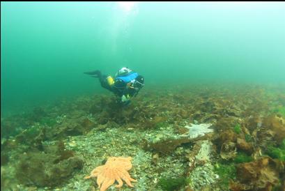 sunflower stars in shallows