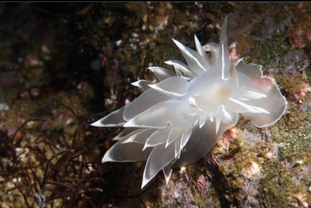 alabaster nudibranch