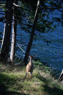 DEER ON TRAIL