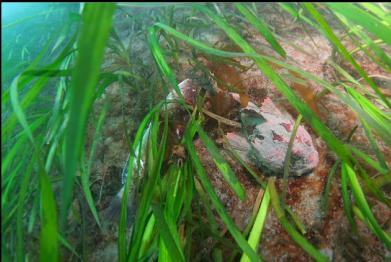 buffalo sculpin and dead kelp greenling