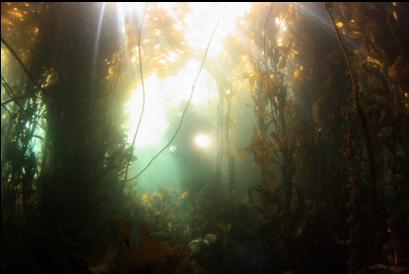 under the kelp