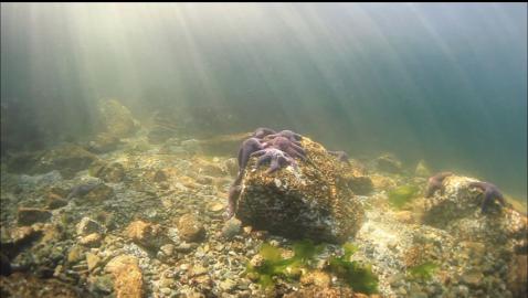 seastars under the shade of the trees in the shallows