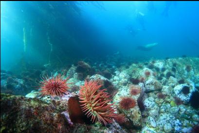 fish-eating anemone and urchins