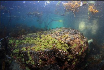 anemones near boat