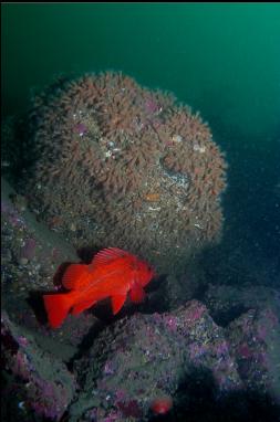 VERMILLION ROCKFISH