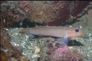 ANOTHER BLACKEYE GOBY