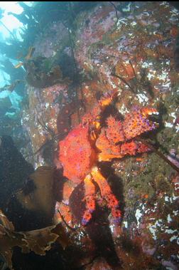 Puget Sound king crab