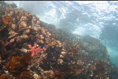 seastar and mussels in shallows