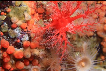 slipper cucumber, zoanthids and tunicates