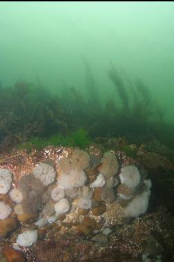 ANEMONES IN SHALLOWS