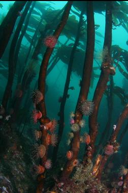 brooding anemones on kelp