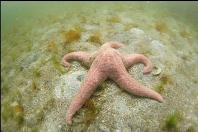 seastar near beach