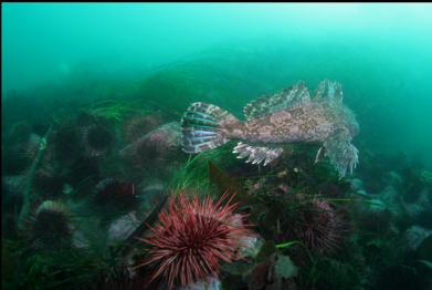 cabezon swimming away