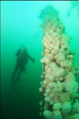 anemones on mast with flash