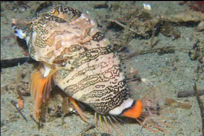 grunt sculpin